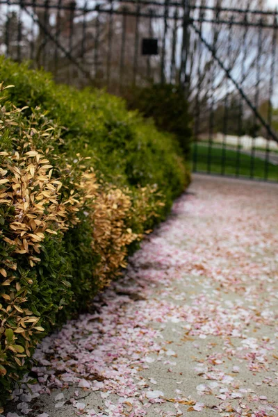 Тропинка Цветами Розовыми Листьями Сбоку — стоковое фото