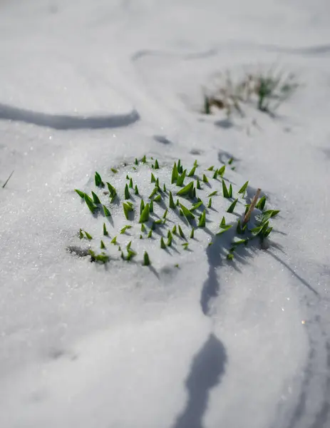 Pionowe Ujęcie Białego Pięknego Śniegu Małą Trawą Wyrastającą Niego — Zdjęcie stockowe