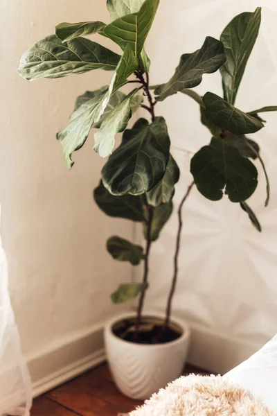 部屋の隅の鍋にフィドルの葉のイチジクの植物の垂直 — ストック写真