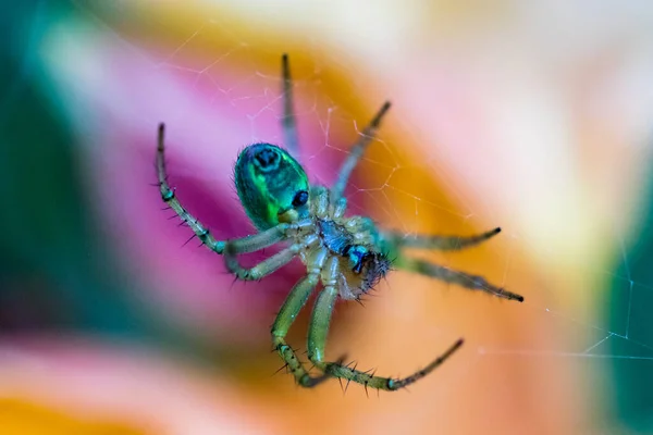 Üzerinde Parlak Yeşil Bir Örümceğin Yakın Plan Fotoğrafı — Stok fotoğraf