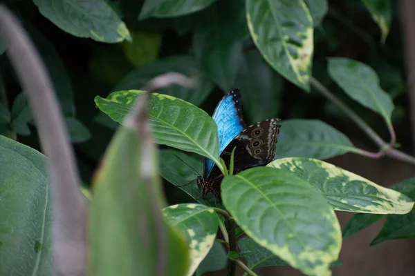 Egy Közeli Kép Egy Morfó Kék Pillangóról Ami Levelek Között — Stock Fotó