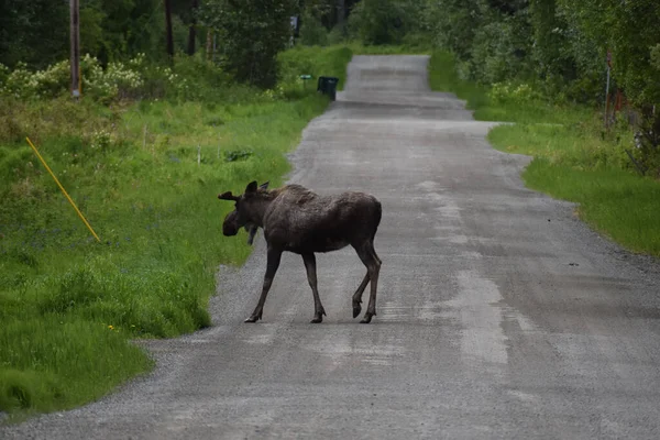 Large Moose Crossing Road Anchorage Alaska — Stock Photo, Image