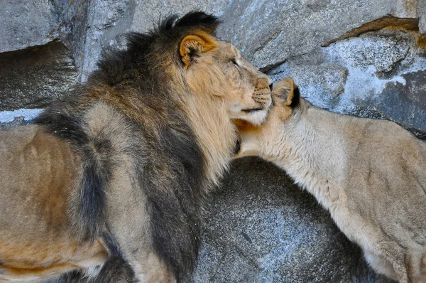 Closeup Lion His Lioness Habitat — Stock Photo, Image