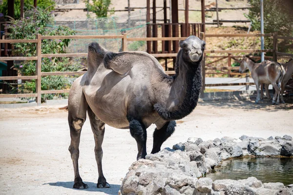 Black Camel Zoo Yerevan Armenia — Stock Photo, Image