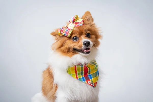 Spitz Alemán Con Decoraciones Sobre Fondo Blanco —  Fotos de Stock