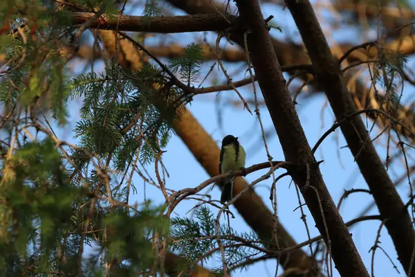 Cute Great Tit Perched Tree Branch Blue Sky Sunny Day — ストック写真