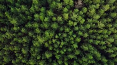 Yoğun bir ormandaki yeşil ağaçların havadan görünüşü