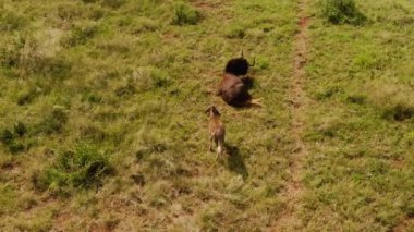 Annesini tarlada izleyen bir antilop yavrusunun güzel manzarası.