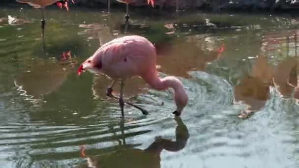 Una Splendida Vista Dei Fenicotteri Piedi Acqua Uno Zoo — Video Stock