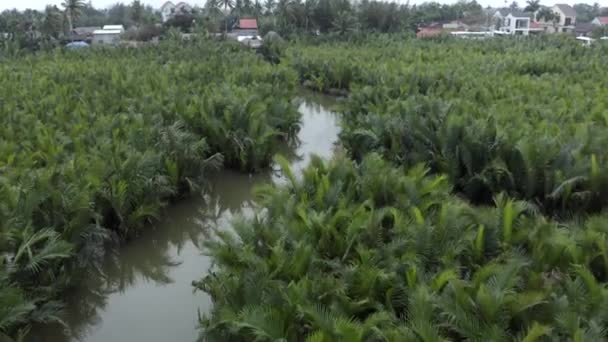 Вид Воздуха Водный Кокосовый Лес Бей Мау Хойане Вьетнаме — стоковое видео