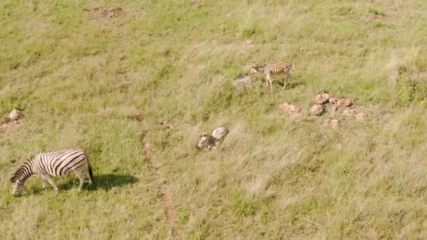 Aerial View Laying Zebra Babies African Grass Plain — Stock Video