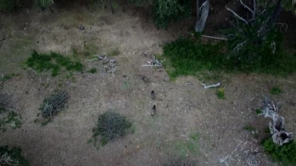 从空中看 三只火鸡在森林里跑来跑去 成群地嬉戏 人们在秋天猎杀火鸡时囤积 追逐和猎杀火鸡 — 图库视频影像