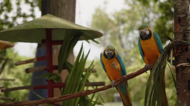 Close Dois Papagaios Arara Azul Amarela Empoleirados Ramo — Vídeo de Stock