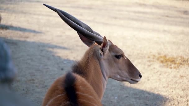 Gros Plan Une Terre Commune Sous Une Ombre Dans Zoo — Video