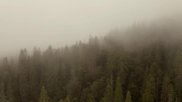Μια Εναέρια Άποψη Των Καρπαθίων Βουνά Καλύπτονται Πράσινο Δάσος Και — Αρχείο Βίντεο