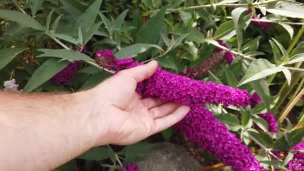 Hand Berühren Schmetterling Bush Buddleia Blumen — Stockvideo