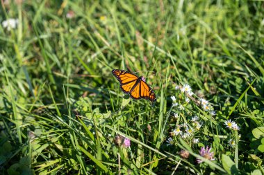 Yeşil çimlerin üzerinde dinlenen turuncu kelebek