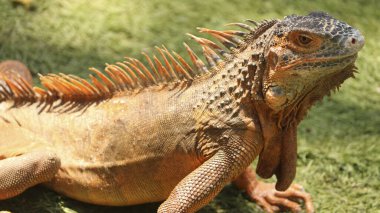 Çimlerin üzerinde duran kahverengi bir iguananın yakın plan çekimi.