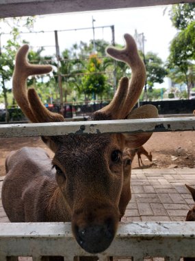 Genç ve güzel bir geyiğin dikey portresi. Bir yaz günü hayvanat bahçesinde demir bir çitin içinden bakıyor.