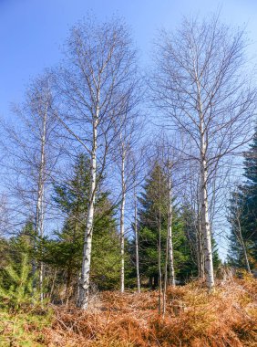 Ormandaki yapraksız ve yeşil huş ağaçlarının dikey alçak açılı görüntüsü.