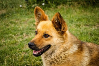 Yeşil çimlerin arka planında kahverengi bir köpeğin yakın çekimi..