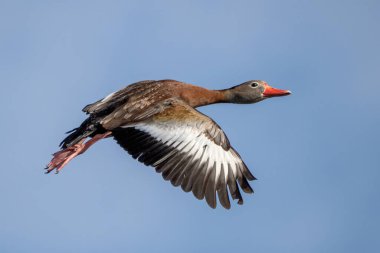 Florida 'nın ıslık çalan ördeğinin güzel manzarası