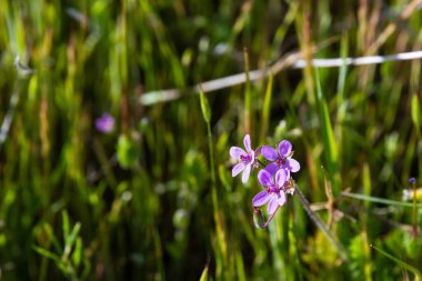 Kaliforniya 'nın bulanık arka planında iki Erodyum cicutarium çiçeğinin manzarası