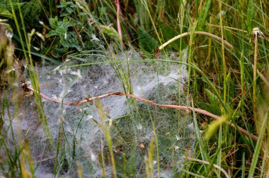Örümceğin ağıyla kaplanmış çimenlerin yakın çekimi.
