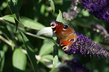 Bahçedeki bir çiçeğin üzerinde oturan bir Tavuskuşu gözü kelebeği