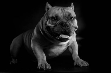 Stüdyoda çekilmiş siyah beyaz bir köpek resmi.