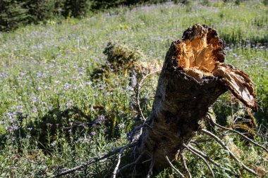 Kırık yaşlı bir ağaç yeşil çimlerde