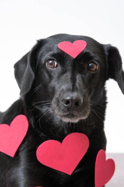 Kırmızı kesilmiş kalplerle kaplı sevimli, siyah bir köpeğin dikey görüntüsü.