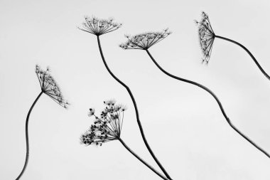 Beyaz arkaplandaki dereotlarının gri bir görüntüsü. Anethum mezarlıkları.