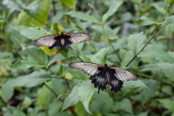 Primer Plano Par Hermosas Mariposas Una Planta Verde —  Fotos de Stock