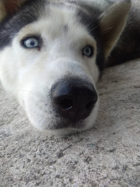 Tiro Close Vertical Focinho Cão Husky — Fotografia de Stock