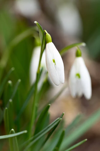 Plan Vertical Rapproché Une Fleur Galanthus Blanche Sur Fond Flou — Photo