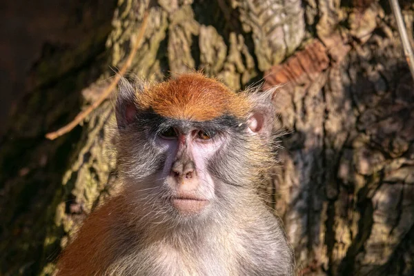 動物園のカメラを見ている一般的なパタス猿のクローズアップショット — ストック写真