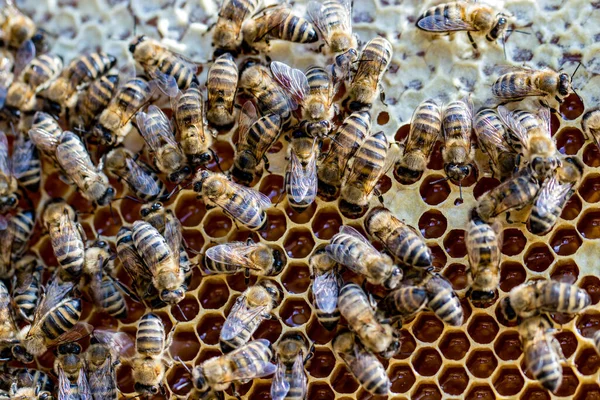 Egy Közelkép Méhekről Ahogy Egy Kaptáron Gyülekeznek — Stock Fotó