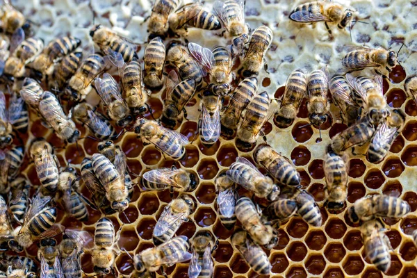 Gros Plan Abeilles Rassemblées Sur Une Ruche — Photo