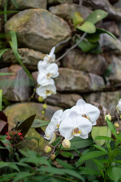 Eine Vertikale Aufnahme Blühender Weißer Orchideen Einem Park — Stockfoto