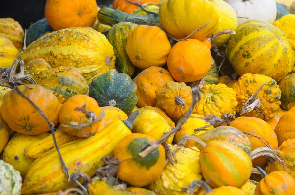 Una Pila Calabazas Recién Cosechadas — Foto de Stock