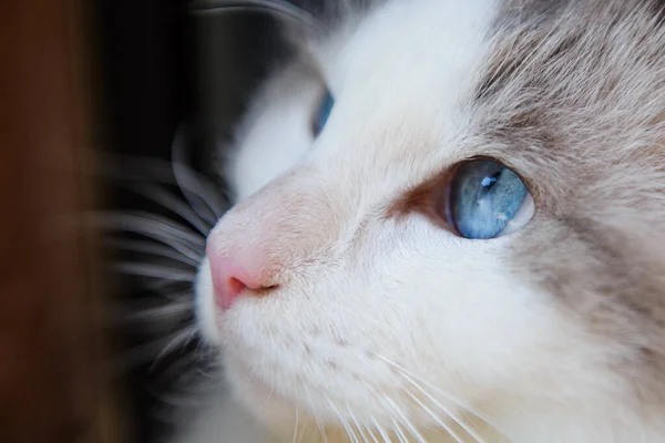 A closeup shot of a white cat head with blue eyes isolated on the black background