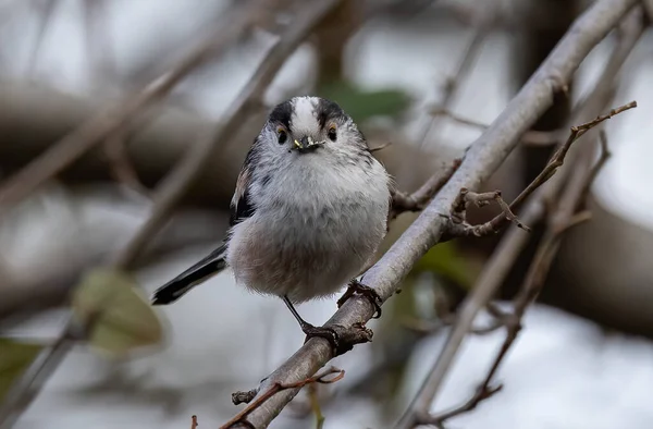 Closeup Portrait Cute Long Tailed Tit Tree Branch Looking Camera — стоковое фото