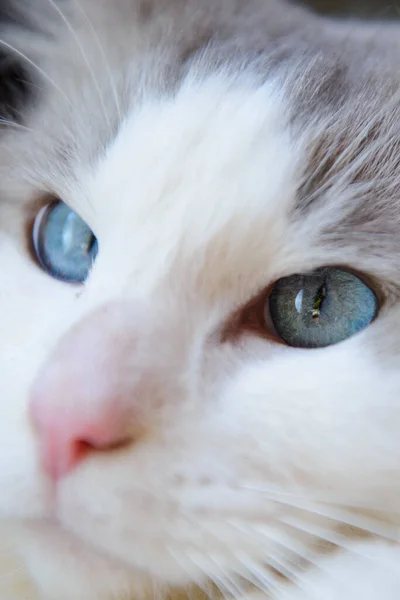 Macro Shot Vertical Gato Ragdoll Olhos Azuis — Fotografia de Stock