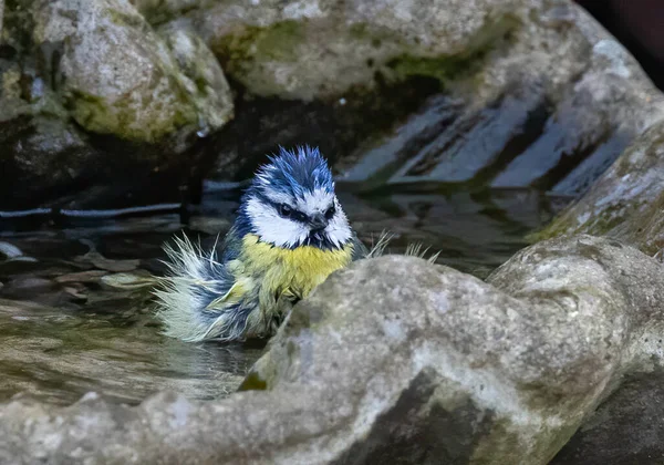 A shallow focus shot of an Eurasian blue tit bird bathing in the shallow water of the garden fountain with blurred background