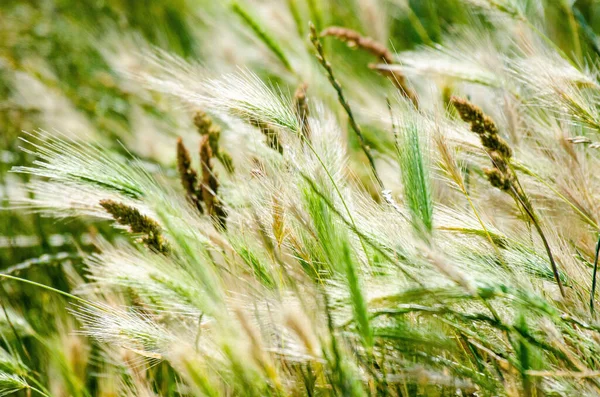 Barley grass with its seed head growing wild in a meadow.