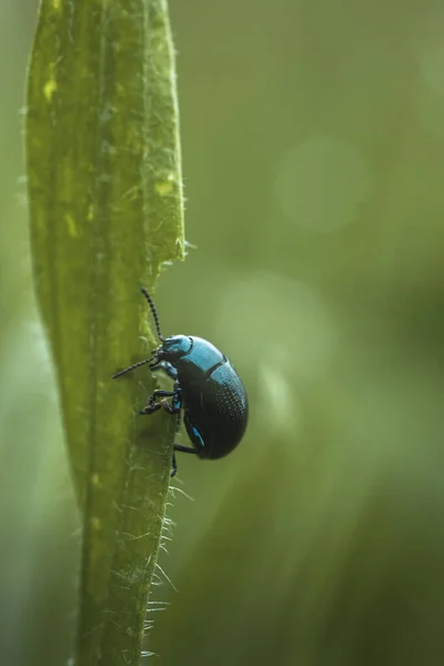 Pequeño Bicho Hambriento Está Comiendo Hierba Fresca — Foto de Stock