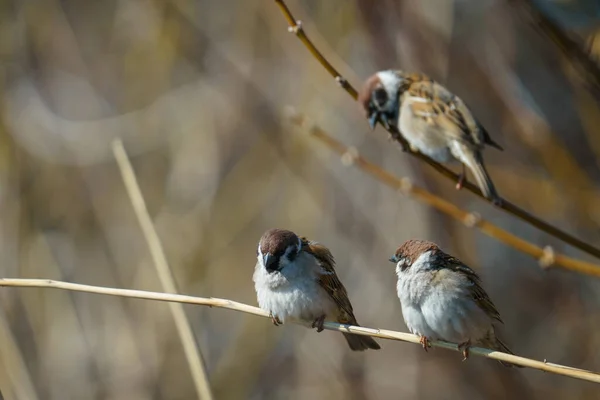 Een Schilderachtige Weergave Van Mussen Neergestreken Een Riet Een Wazige — Stockfoto