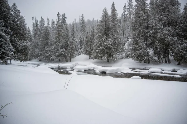 Όμορφο Μαύρο Και Άσπρο Φόντο Ενός Χιονισμένου Τοπίου Δέντρα Παγωμένο — Φωτογραφία Αρχείου