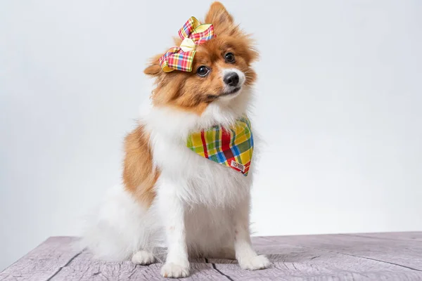 Een Duitse Spitz Met Decoraties Een Witte Achtergrond — Stockfoto